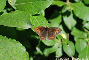 Erebia aethiops